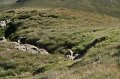2010_08_17_troumousse_ 348